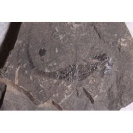 branchiosaure (protriton) petrolei - Autunien - Autun, FRANCE