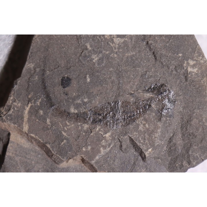 branchiosaure (protriton) petrolei - Autunian - Autun, France