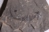 branchiosaure (protriton) petrolei - Autunien - Autun, FRANCE