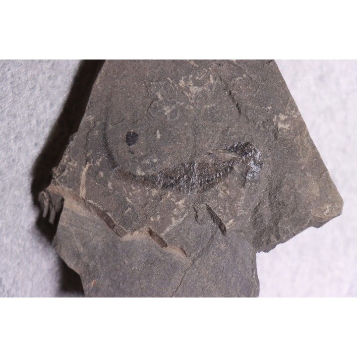 branchiosaure (protriton) petrolei - Autunian - Autun, France