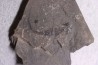 branchiosaure (protriton) petrolei - Autunien - Autun, FRANCE