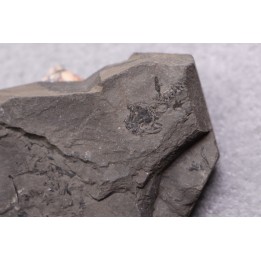 branchiosaure (protriton) petrolei - Autunien - Autun, FRANCE