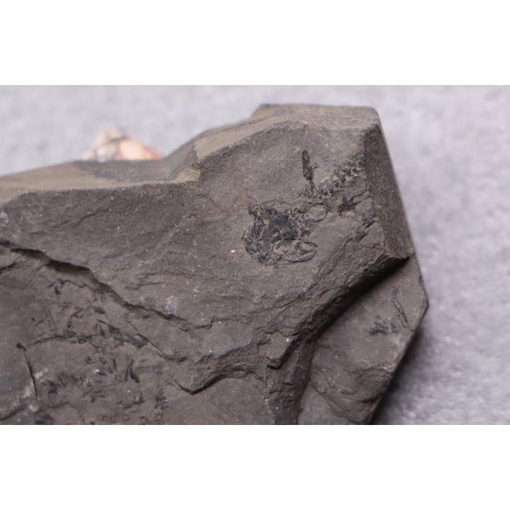branchiosaure (protriton) petrolei - Autunian - Autun, France