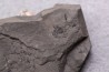 branchiosaure (protriton) petrolei - Autunien - Autun, FRANCE