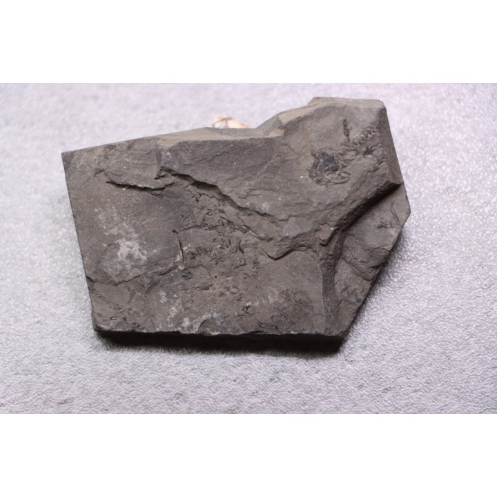branchiosaure (protriton) petrolei - Autunien - Autun, FRANCE