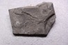 branchiosaure (protriton) petrolei - Autunien - Autun, FRANCE