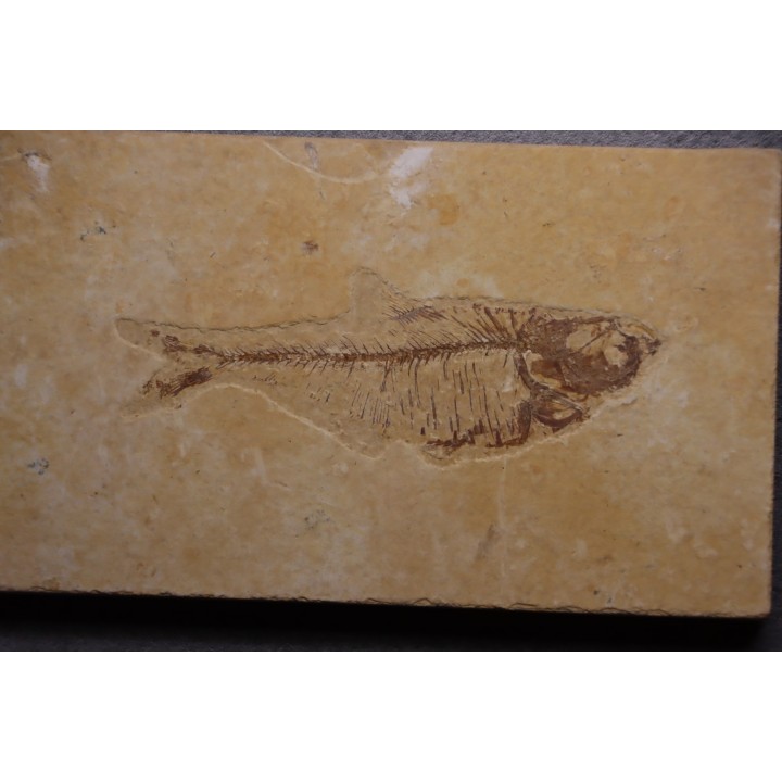 Diplomystus dentatus - Eocène - green river formation - Wyoming - USA