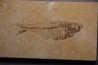 poisson fossile Diplomystus dentatus - WYOMING, USA