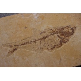Diplomystus dentatus - Eocène - green river formation - Wyoming - USA