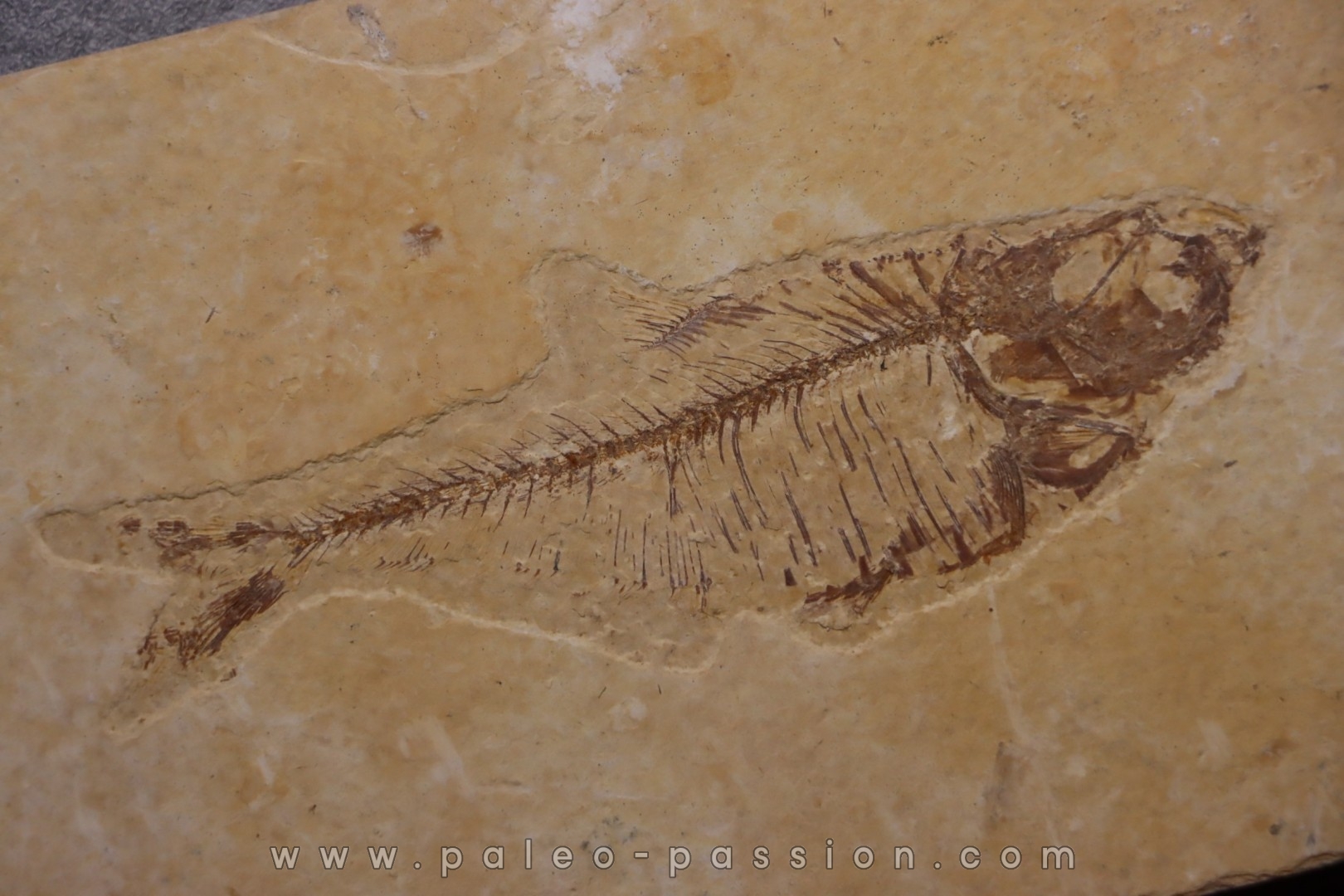 poisson fossile Diplomystus dentatus - WYOMING, USA
