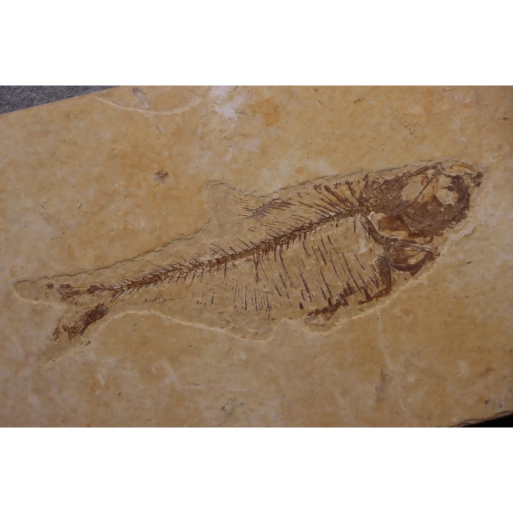 poisson fossile Diplomystus dentatus - WYOMING, USA