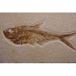 poisson fossile Diplomystus dentatus - WYOMING, USA