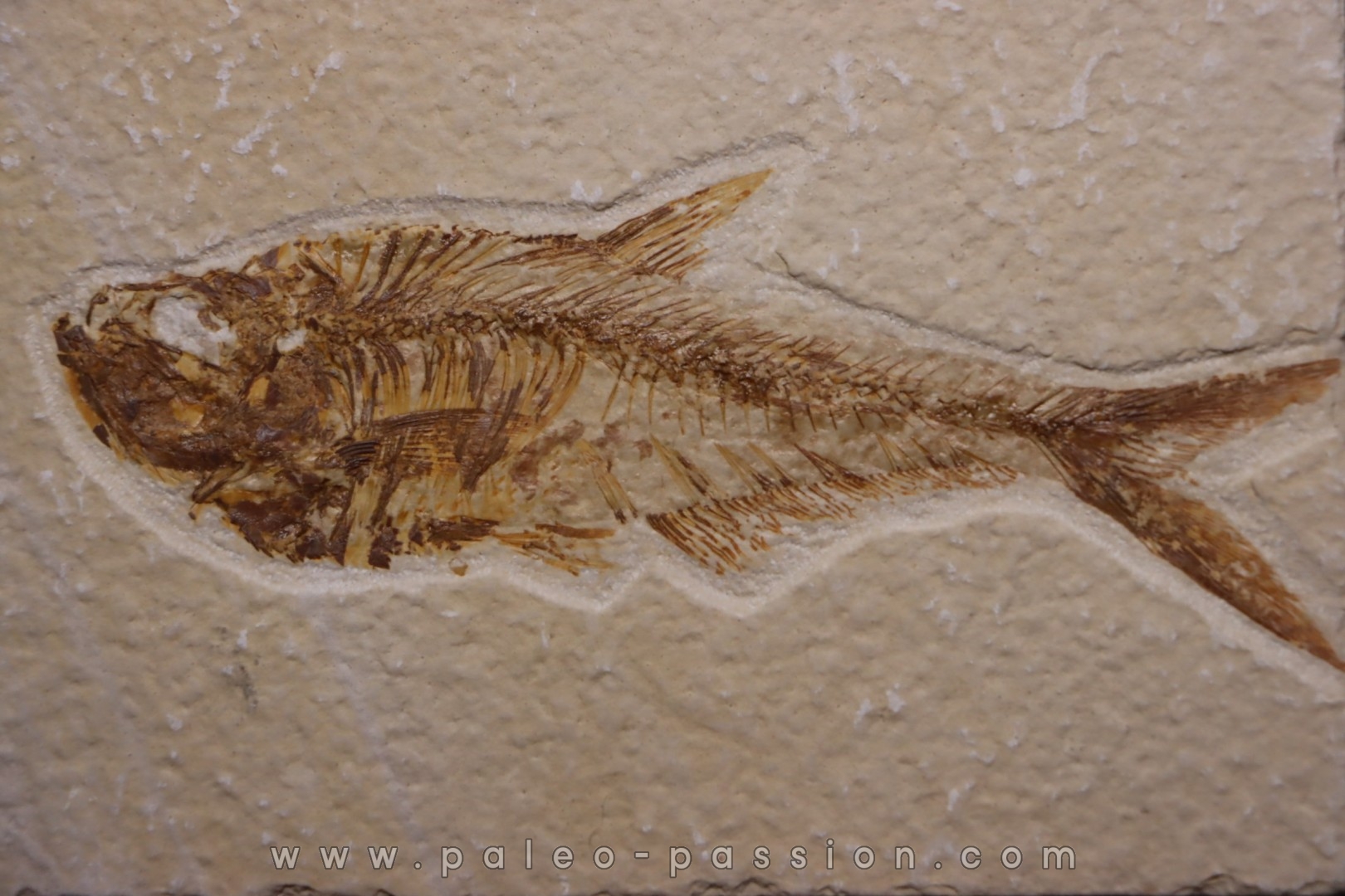 poisson fossile Diplomystus dentatus - WYOMING, USA