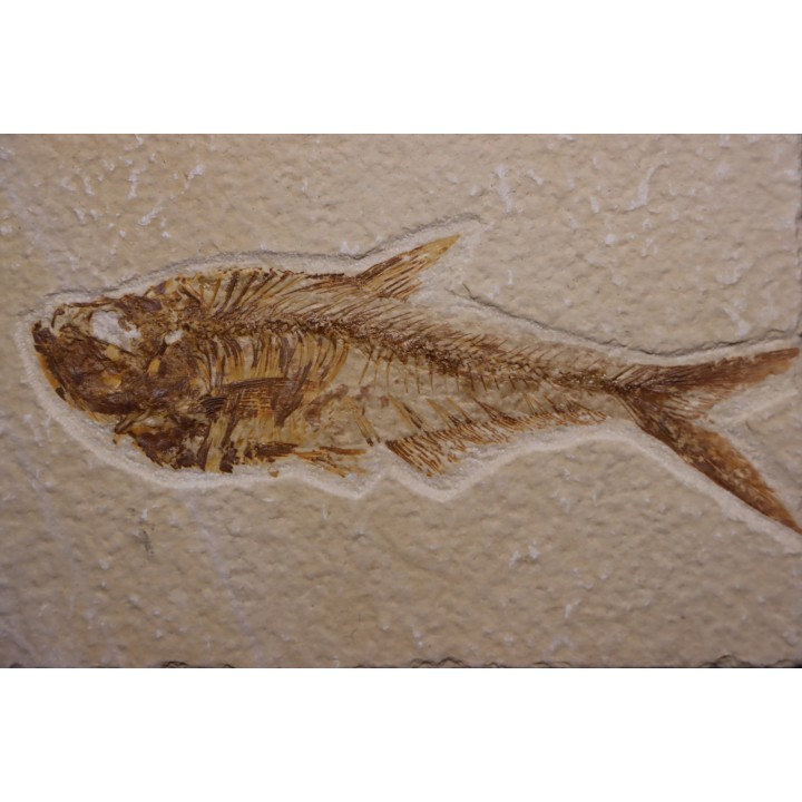 Diplomystus dentatus - Eocène - green river formation - Wyoming - USA