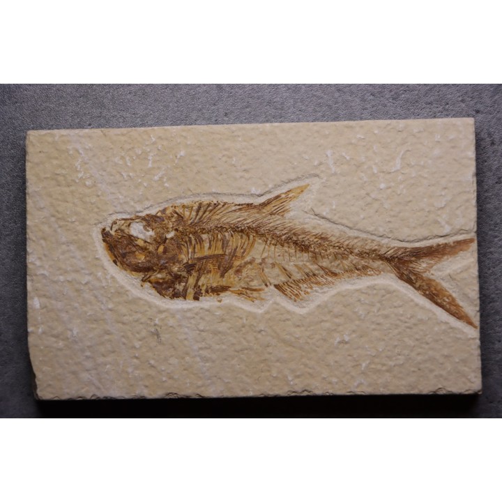 poisson fossile Diplomystus dentatus - WYOMING, USA