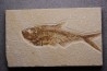 poisson fossile Diplomystus dentatus - WYOMING, USA