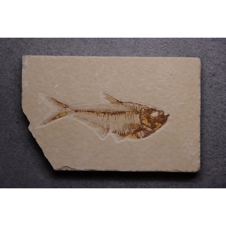 poisson fossile Diplomystus dentatus - WYOMING, USA