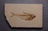 Diplomystus dentatus - Eocène - green river formation - Wyoming - USA