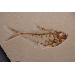 poisson fossile Diplomystus dentatus - WYOMING, USA