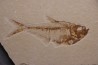 poisson fossile Diplomystus dentatus - WYOMING, USA