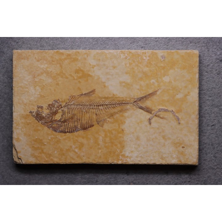 poisson fossile Diplomystus dentatus - WYOMING, USA