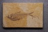 poisson fossile Diplomystus dentatus - WYOMING, USA