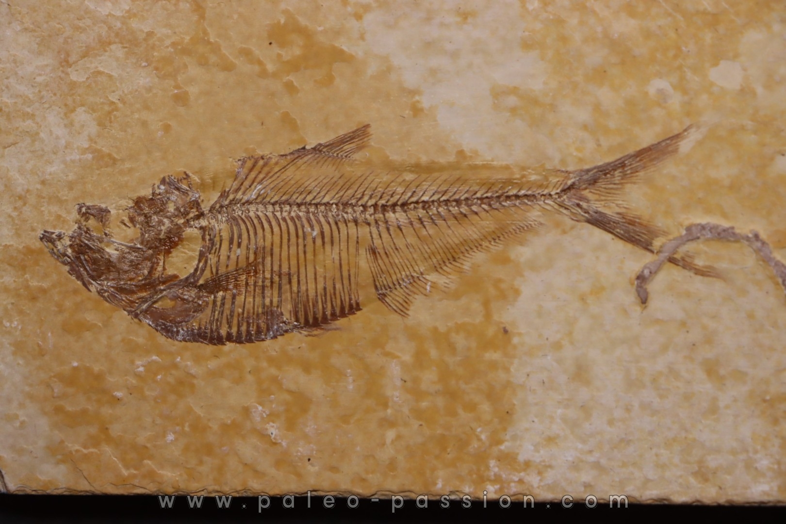 poisson fossile Diplomystus dentatus - WYOMING, USA