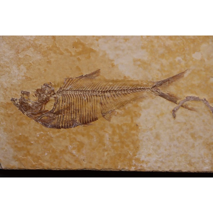 poisson fossile Diplomystus dentatus - WYOMING, USA