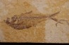 poisson fossile Diplomystus dentatus - WYOMING, USA