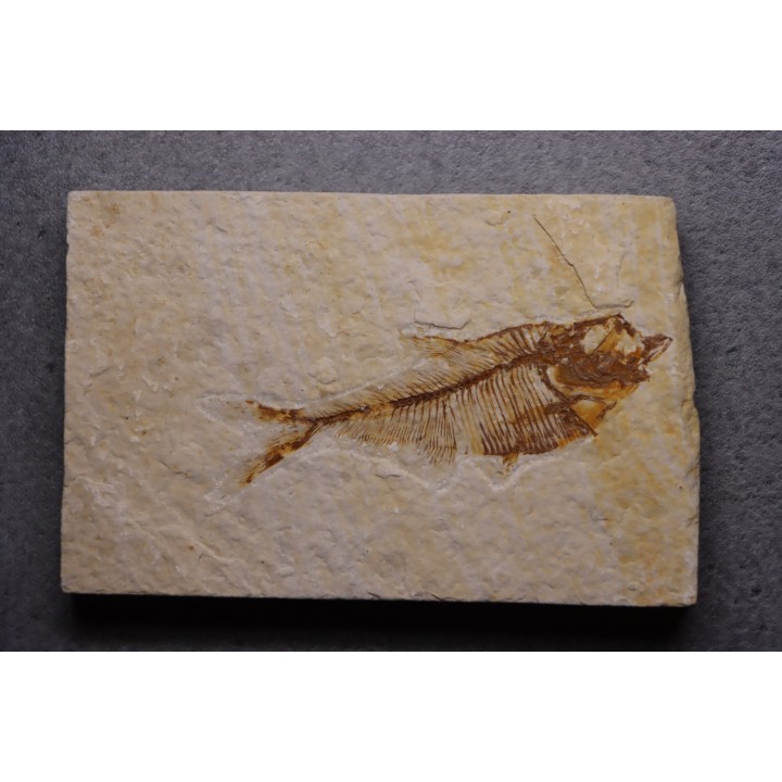Diplomystus dentatus - Eocène - green river formation - Wyoming - USA