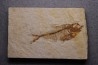 poisson fossile Diplomystus dentatus - WYOMING, USA