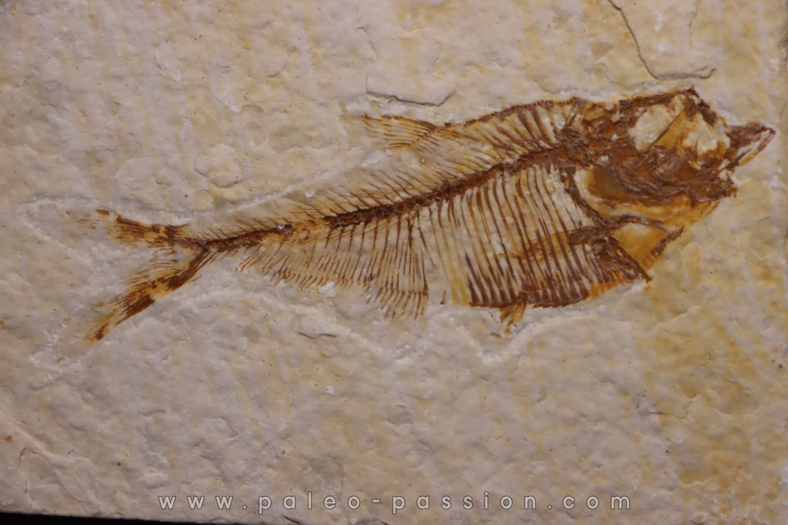 Diplomystus dentatus - Eocène - green river formation - Wyoming - USA