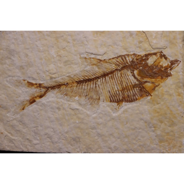 Diplomystus dentatus - Eocène - green river formation - Wyoming - USA