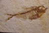 poisson fossile Diplomystus dentatus - WYOMING, USA