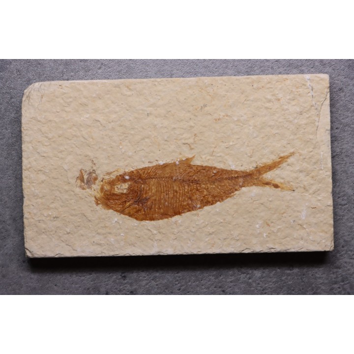 Diplomystus dentatus - Eocène - green river formation - Wyoming - USA