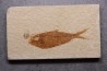 Diplomystus dentatus - Eocène - green river formation - Wyoming - USA