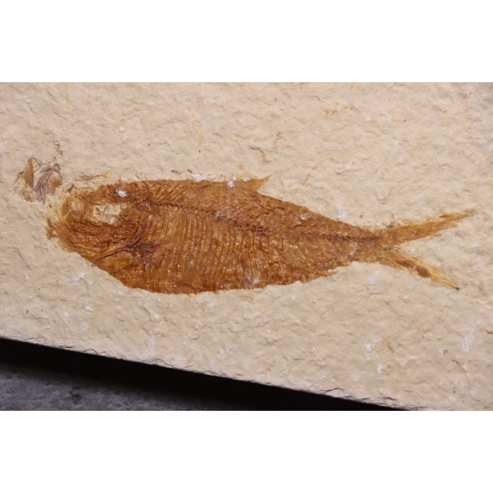 Diplomystus dentatus - Eocène - green river formation - Wyoming - USA