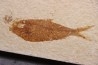 poisson fossile Diplomystus dentatus - WYOMING, USA