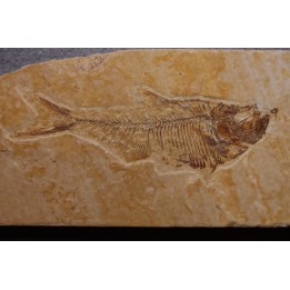 Diplomystus dentatus - Eocène - green river formation - Wyoming - USA