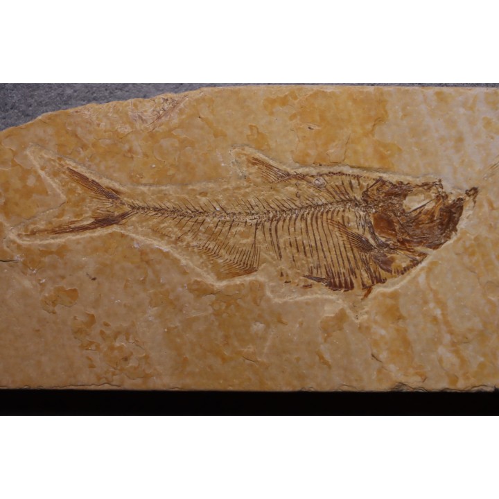 Diplomystus dentatus - Eocène - green river formation - Wyoming - USA
