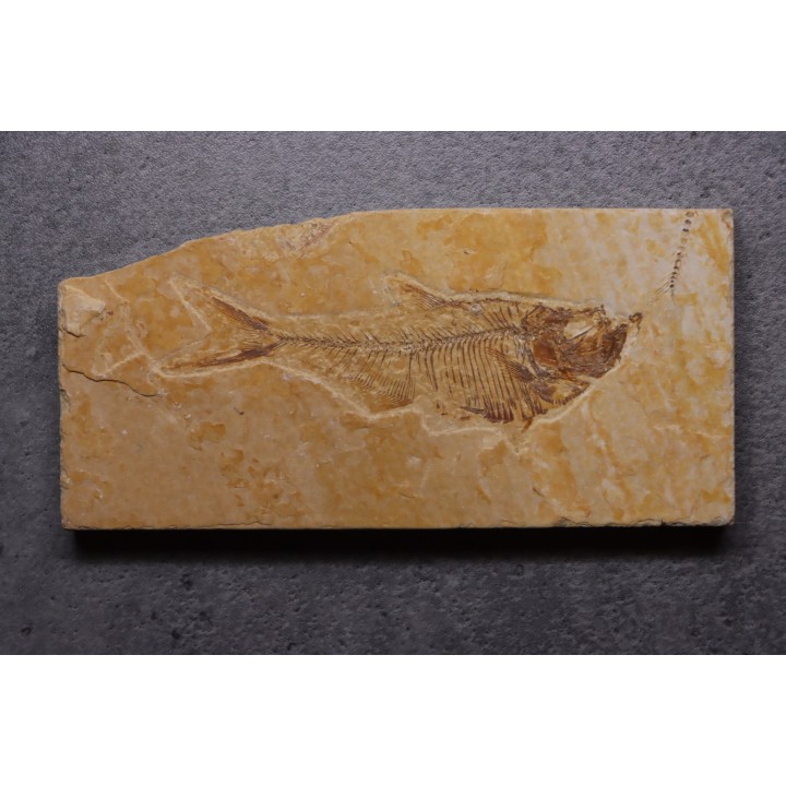 poisson fossile Diplomystus dentatus - WYOMING, USA