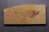 poisson fossile Diplomystus dentatus - WYOMING, USA