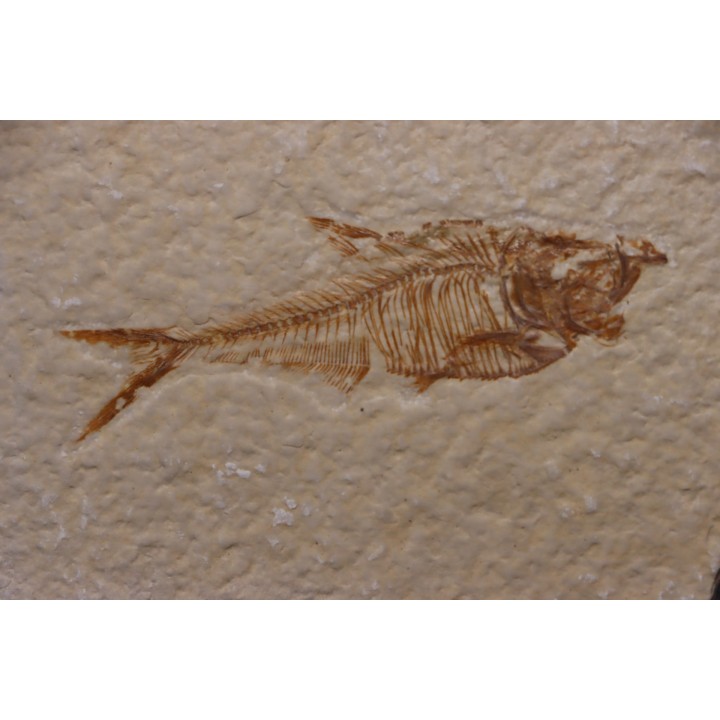 Diplomystus dentatus - Eocène - green river formation - Wyoming - USA