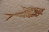 poisson fossile Diplomystus dentatus - WYOMING, USA