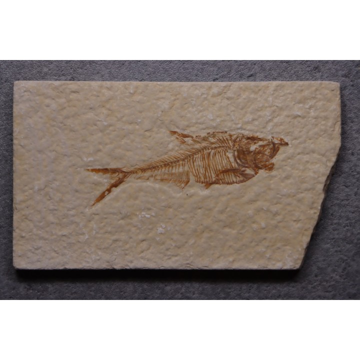 Diplomystus dentatus - Eocène - green river formation - Wyoming - USA