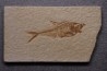 poisson fossile Diplomystus dentatus - WYOMING, USA