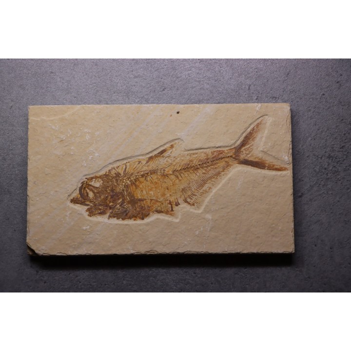 poisson fossile Diplomystus dentatus - WYOMING, USA