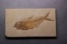 Diplomystus dentatus - Eocène - green river formation - Wyoming - USA