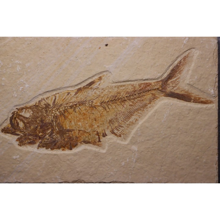 Diplomystus dentatus - Eocène - green river formation - Wyoming - USA