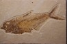 poisson fossile Diplomystus dentatus - WYOMING, USA